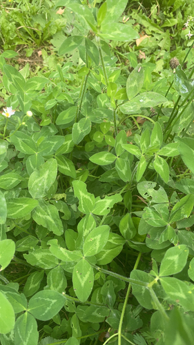 Red Clover