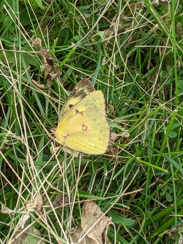 Orange Sulphur