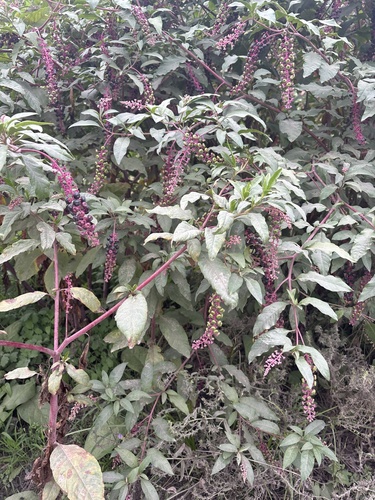 American pokeweed