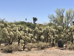Cylindropuntia fulgida