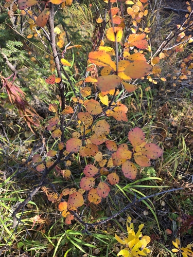 Betula glandulosa