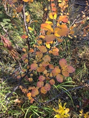 Betula glandulosa