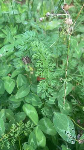 wild carrot