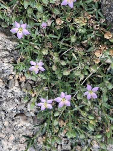 Rock Sea-spurrey