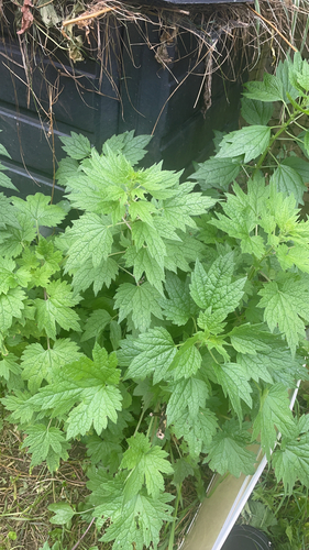 common motherwort