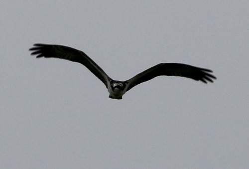 Osprey