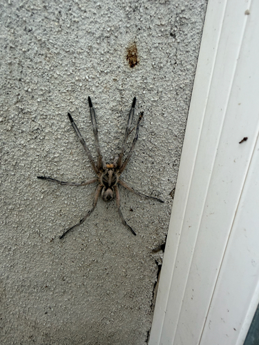 Carolina Wolf Spider