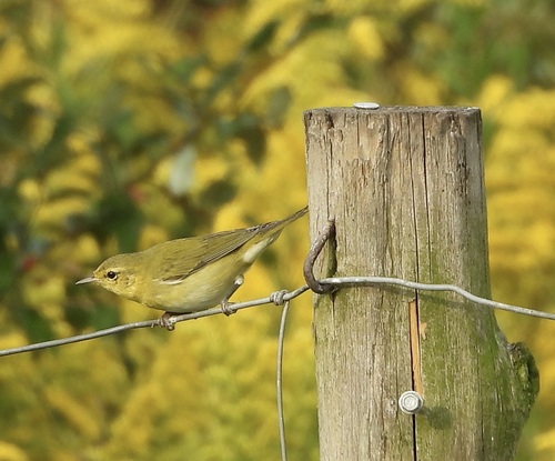 Tennessee Warbler