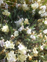 Astragalus spatulatus