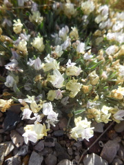 Astragalus spatulatus