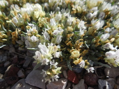 Astragalus spatulatus