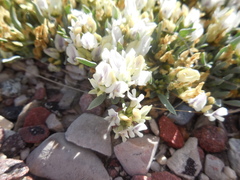 Astragalus spatulatus