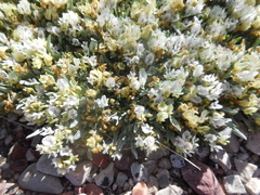 Astragalus spatulatus