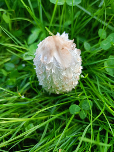 Shaggy Mane