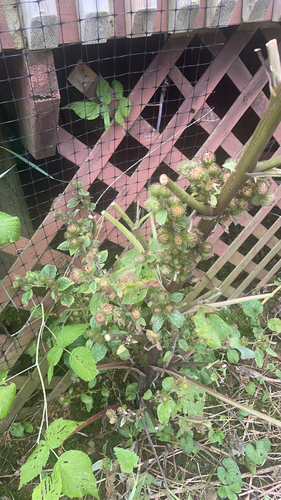 lesser burdock