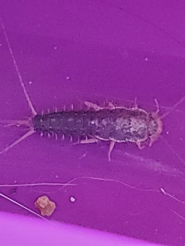Long-tailed Silverfish