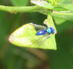 Condylostylus mundus