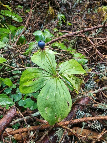Herb Paris