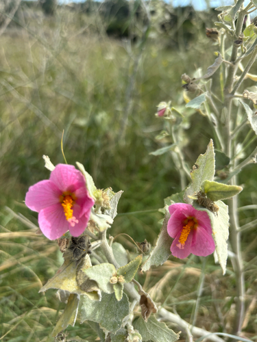 Saltmarsh mallow