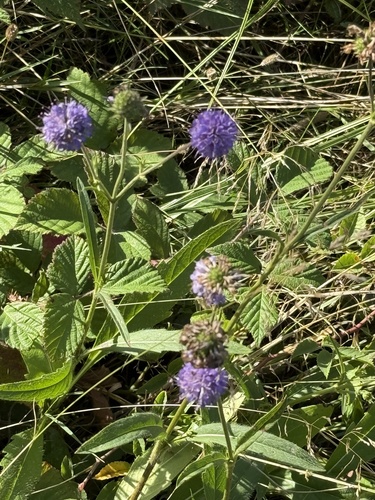 Devil's-bit Scabious