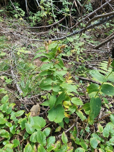 willow gentian
