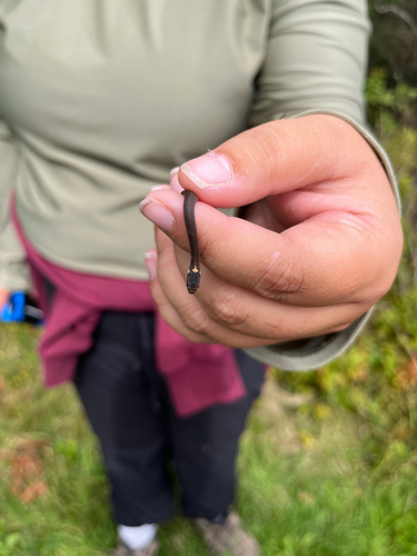 Red-bellied Snake