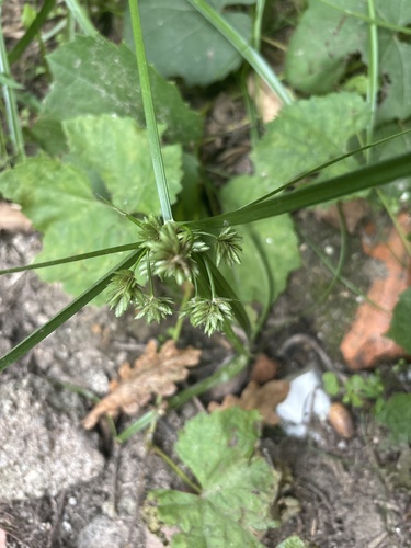 tall flatsedge