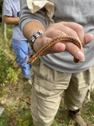 Maritime Garter Snake