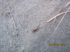 Scotophaeus pretiosus