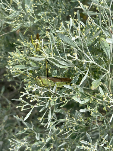 Obscure Bird Grasshopper