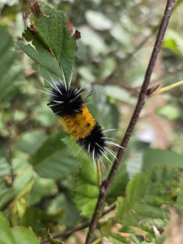 Spotted Tussock Moth