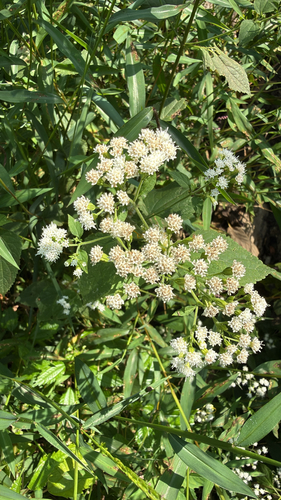 white snakeroot