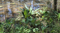Orontium aquaticum
