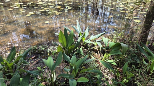 Orontium aquaticum, photograph 1