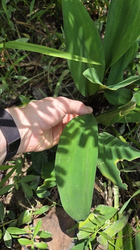 Orontium aquaticum, photograph 2