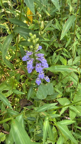 great blue lobelia