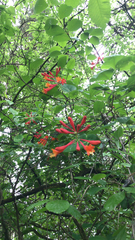 Lonicera sempervirens
