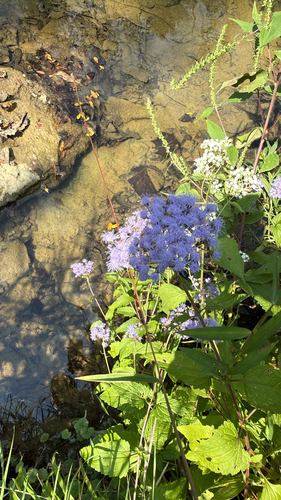 blue mistflower