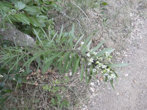 Flax-leaved Daphne