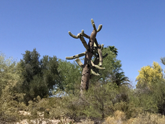 Carnegiea gigantea