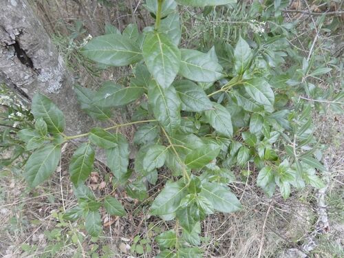 Laurustinus viburnum