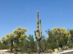 Carnegiea gigantea