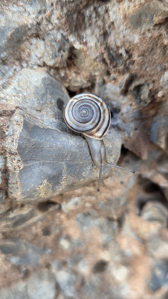 Metafruticicola sublecta