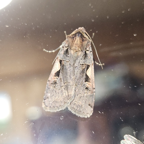 Setaceous Hebrew Character