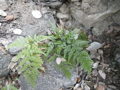 western black spleenwort