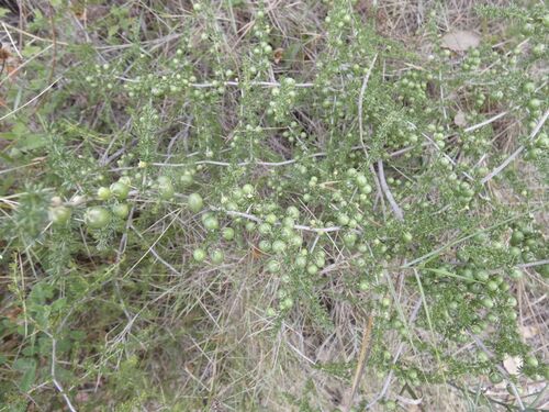 Spiny Asparagus
