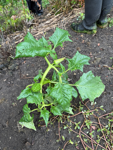 jimsonweed