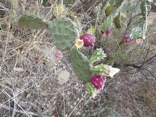 Red-flower Pricklypear