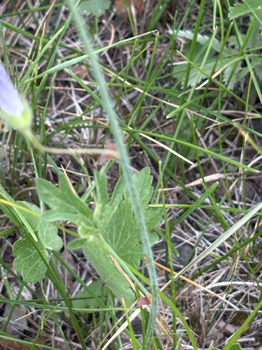 Sidalcea neomexicana, photograph 2