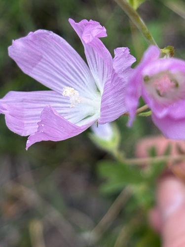 Sidalcea neomexicana, photograph 1